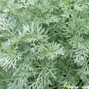 absinthe pour le thé marocain