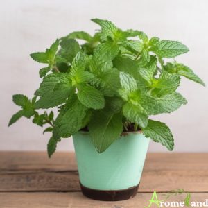 plante menthe poivrée