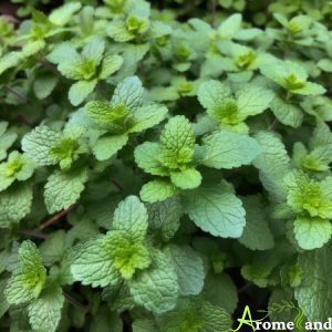 Menthe Marocain