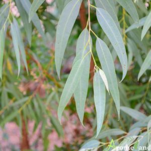 L'huile essentielle d'eucalyptus, un remède naturel pour les problèmes respiratoires